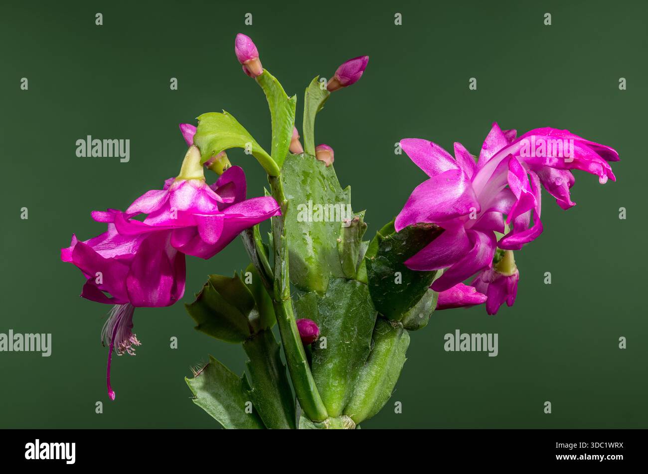 Fleur de cactus de Noël magenta sur vert foncé Banque D'Images