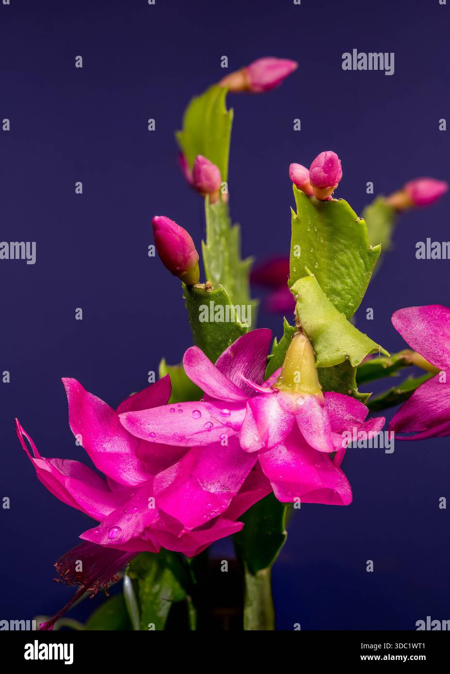 Vibrante fleur de cactus de Noël magenta sur fond sombre Banque D'Images