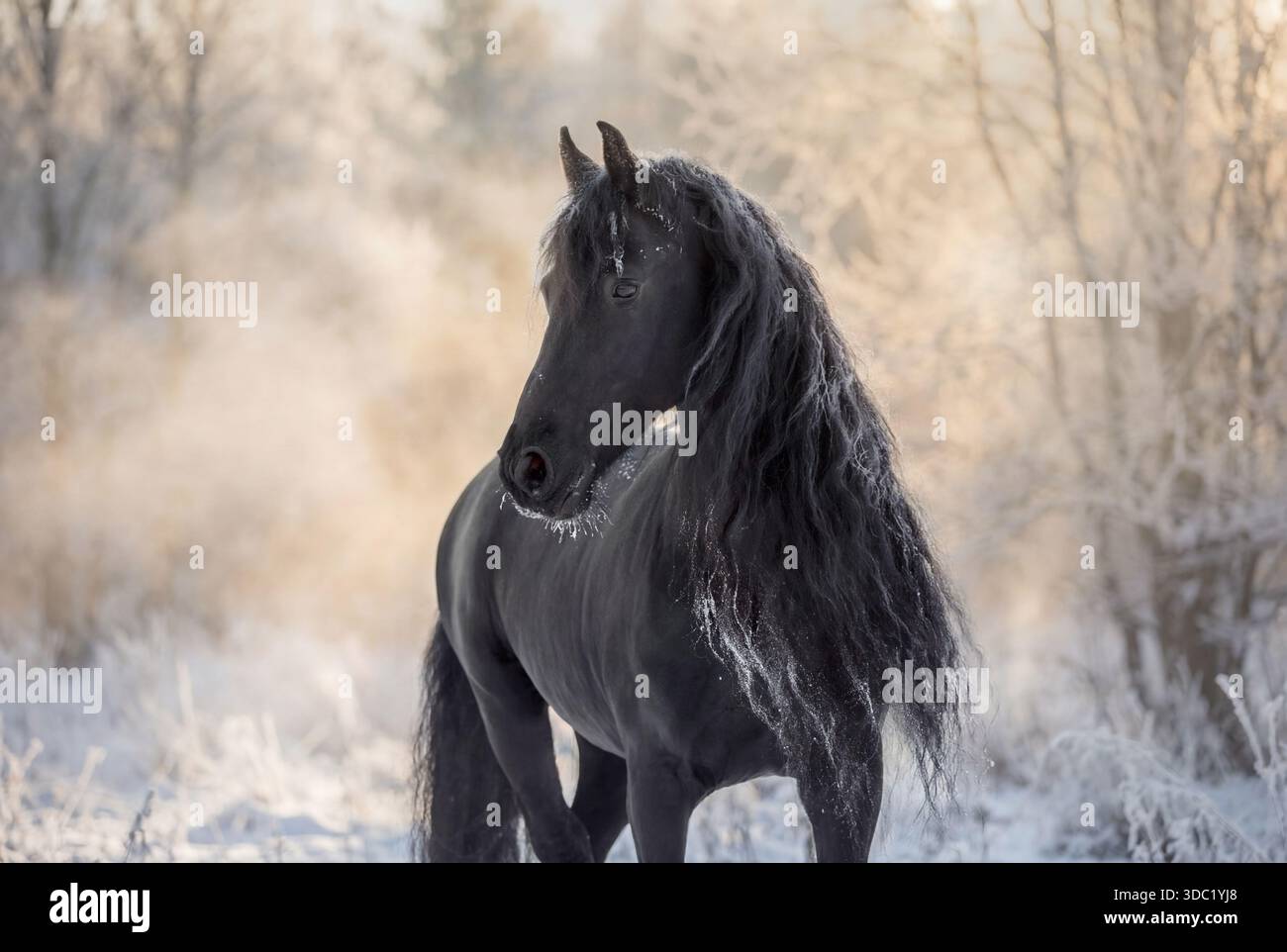 Cheval frison noir avec une longue crinière ondulée un hiver Banque D'Images