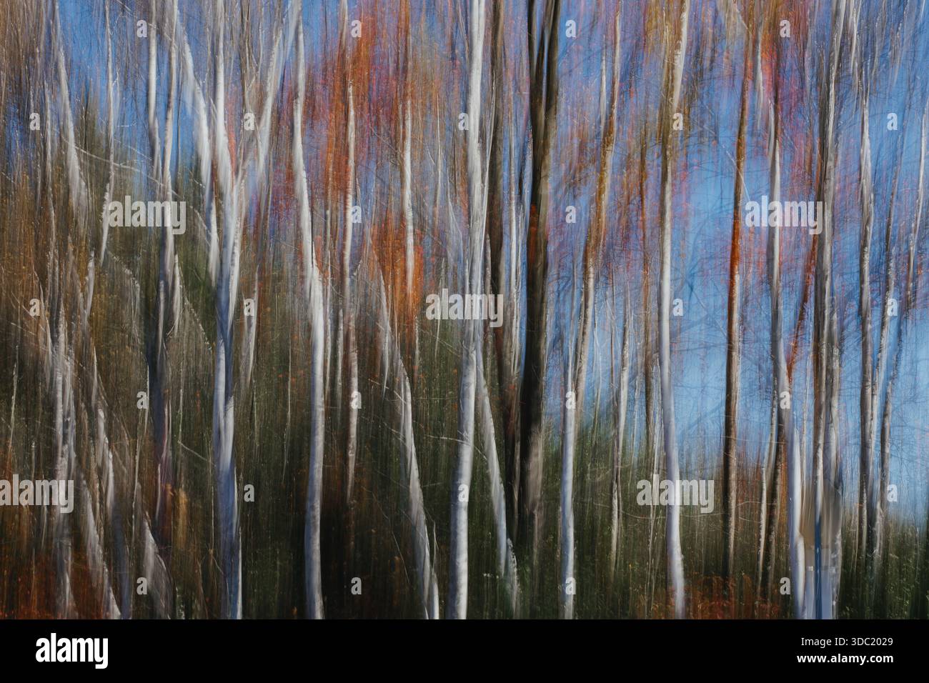 Battant les bouleaux en automne Banque D'Images