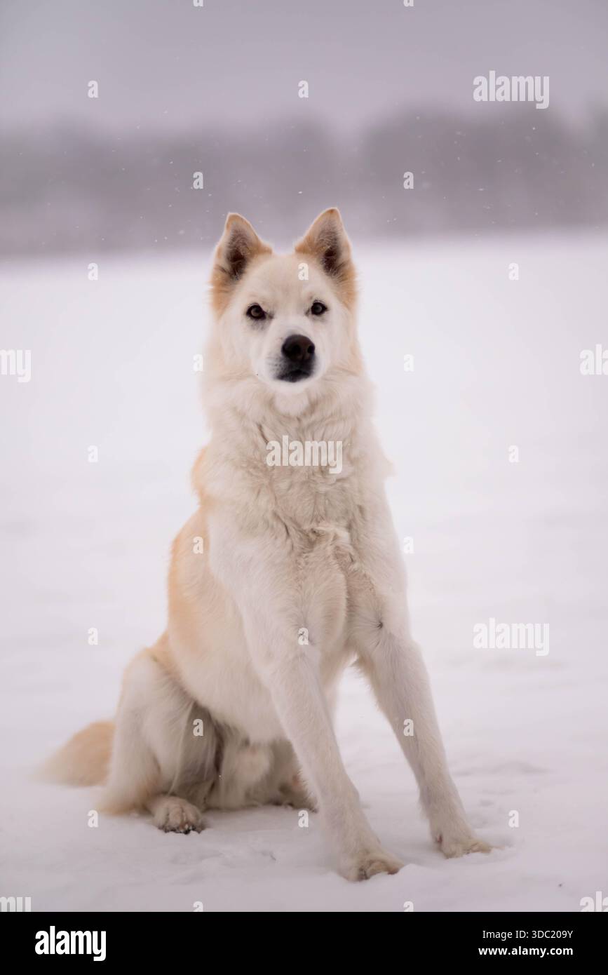 Portrait de chien blanc sur le lac gelé pendant les chutes de neige Banque D'Images