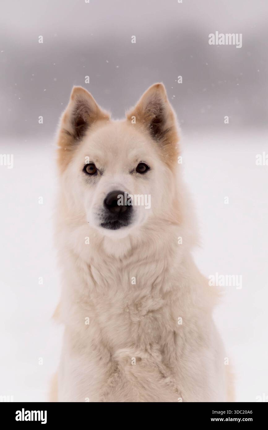 Portrait de chien blanc sur le lac gelé pendant les chutes de neige Banque D'Images