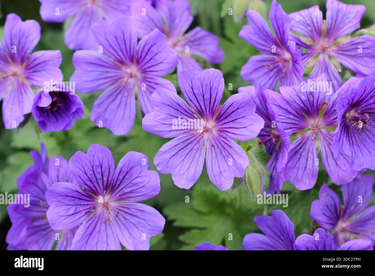 Fleurs de géranium. Geranium x magnificum 'Rosemoor', également appelé Purple cranesbill 'Rosemoor' portant des grappes de fleurs violettes frappantes en été Banque D'Images