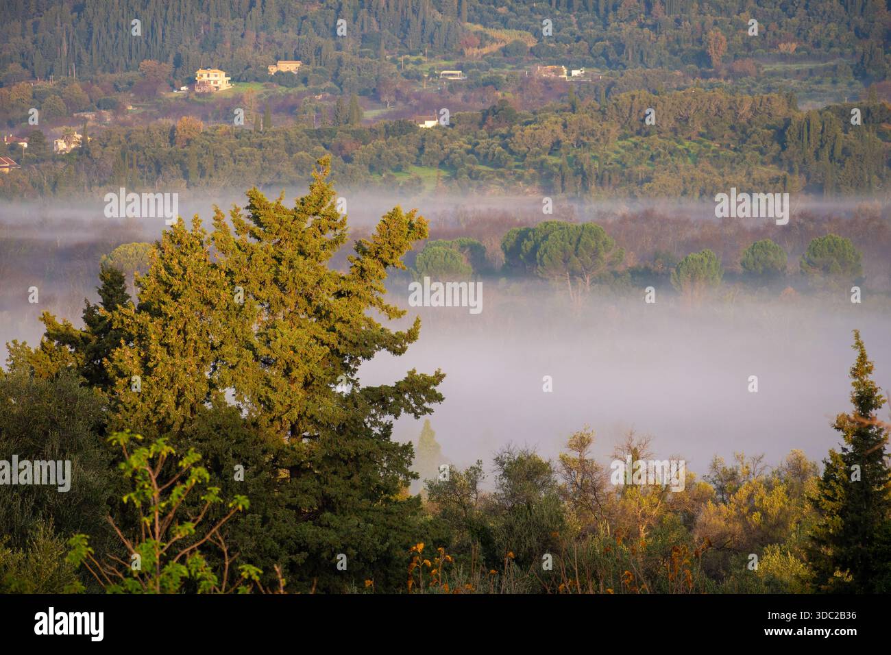 Majestueux cyprès s'élevant d'une mer de brume dans les Rolling Hills de l'île de Corfou Banque D'Images
