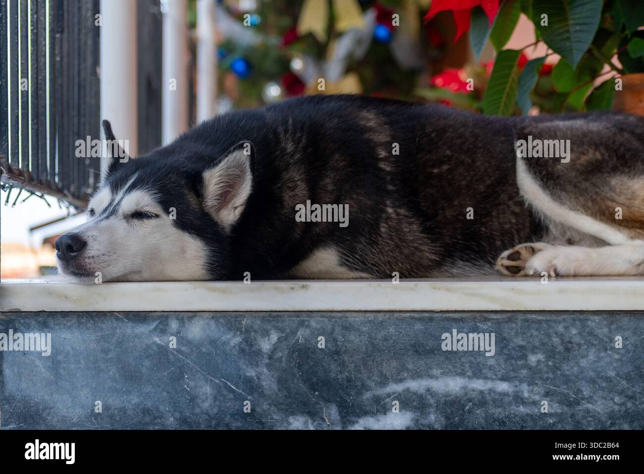 Chien Husky sibérien dormant paisiblement sur Marble Ledge, gros plan Portrait d'un animal moelleux noir et blanc reposant à l'extérieur pendant la journée Banque D'Images