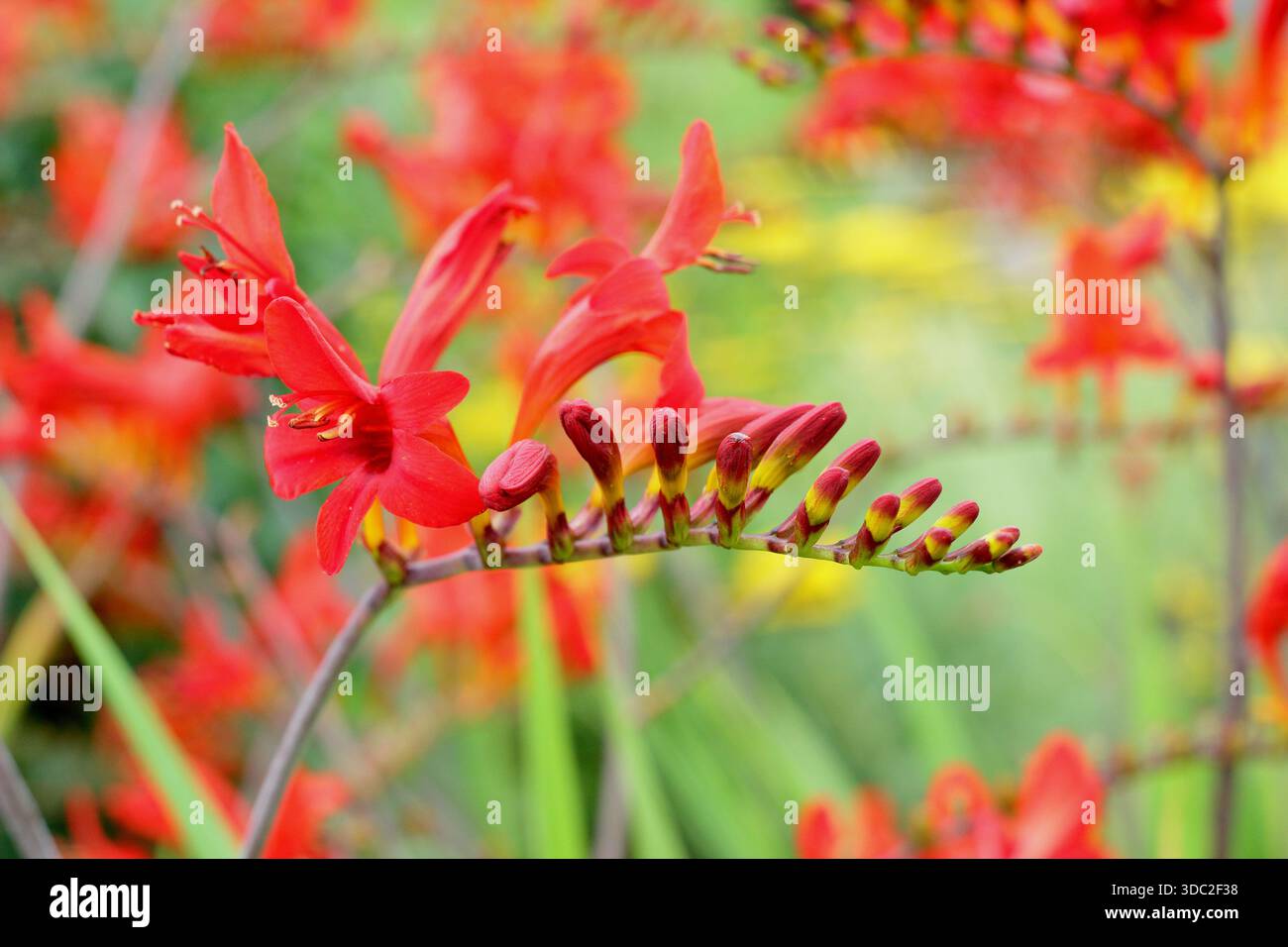 Montbretia. Crocosmia × crocosmiiflora 'Saracen', herbacée vivaces prisé pour ses fleurs rouge orangé vif sur tiges arquées Banque D'Images