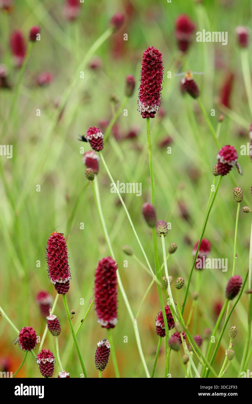Super Burnet. Sanguisorba Martin's Mulberry, burnet ornemental poussant dans un parterre de fleurs .UK Banque D'Images