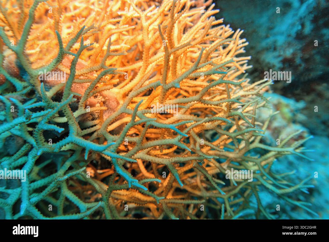 Branches de corail pierreux colonial Seriatopora hystrix communément connu sous le nom d'oiseaux minces nid corail Banque D'Images