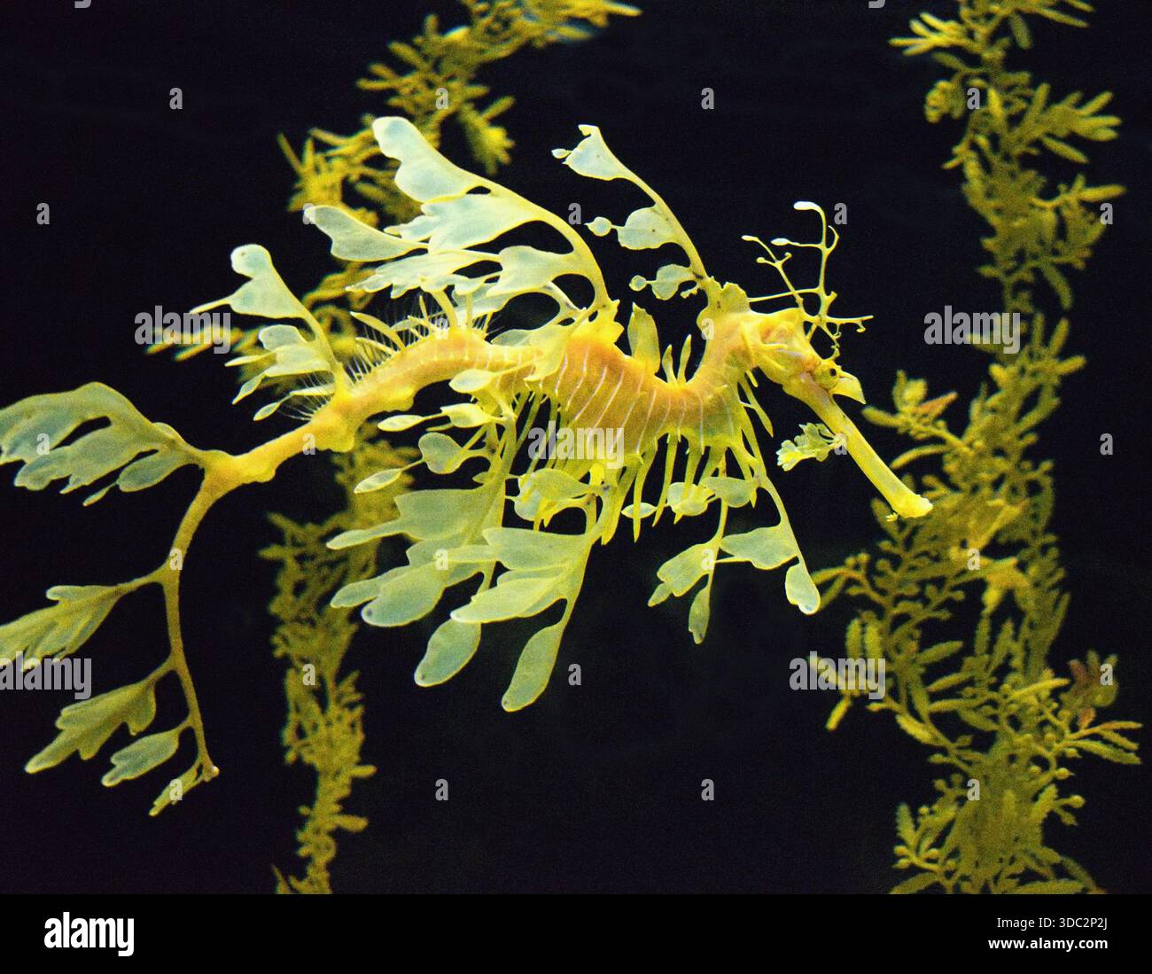 Dragon de mer feuillu (Phycodurus eques) - poisson d'eau salée parfaitement camouflé. Banque D'Images