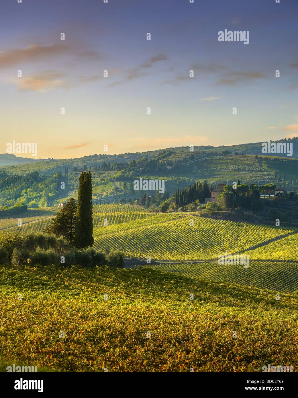 Vue verticale des vignobles dorés d'automne dans la région du Chianti près de Panzano. Collines ondulantes et cyprès sous la lumière chaude du coucher du soleil en Toscane, Italie Banque D'Images