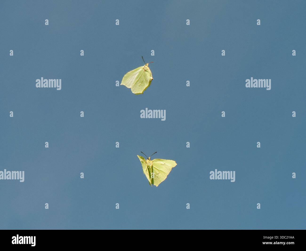 Couple de papillons Brimstone (Gonepteryx rhamni) effectuant une danse de cour aérienne, tournant autour l'un de l'autre, Salisbury Plain, Wiltshire, Royaume-Uni, avril. Banque D'Images