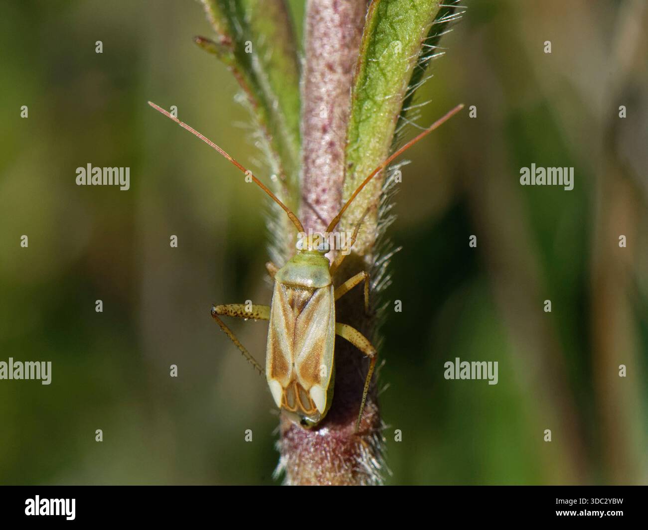 Luzerne (Adelphocoris lineolatus) sur une tige de plante sur une pente de prairie craie, Salisbury Plain, Wiltshire, Royaume-Uni, septembre. Banque D'Images