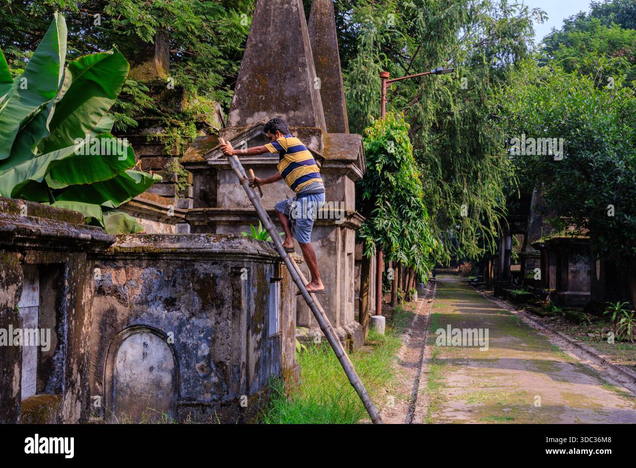 homme d'entretien grimpant une échelle de bambou sur une pierre tombale devant une rangée d'obélisques dans le cimetière de la rue du parc sud de kolkata Banque D'Images