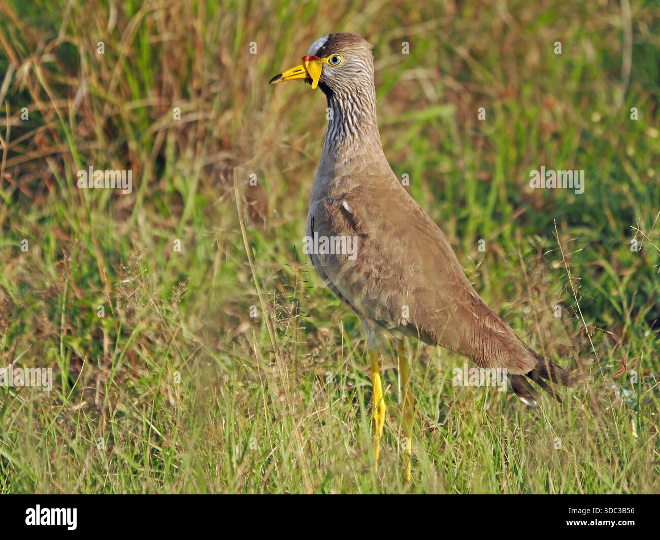 Réorganisation de l'Afrique sociable (Vanellus senegallus), aka Sénégal réorganisation de siffleur debout sur une jambe dans les prairies de Maasai Mara, Kenya, Afrique Associations Banque D'Images