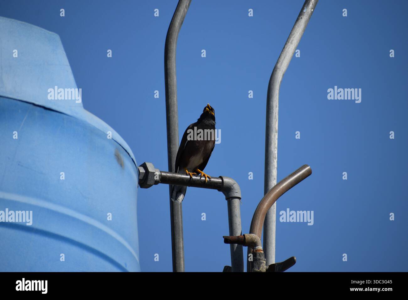 Un oiseau commun Myna assis sur une conduite d'eau avec un ciel bleu luxuriant, attendant son compagnon. Banque D'Images