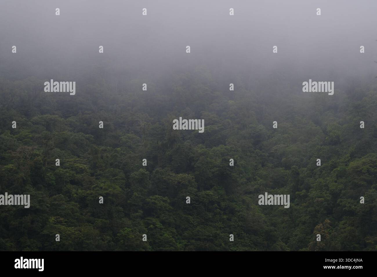 Forêt tropicale dense au Costa Rica couverte de brouillard, montrant une canopée verte luxuriante et une atmosphère sombre Banque D'Images
