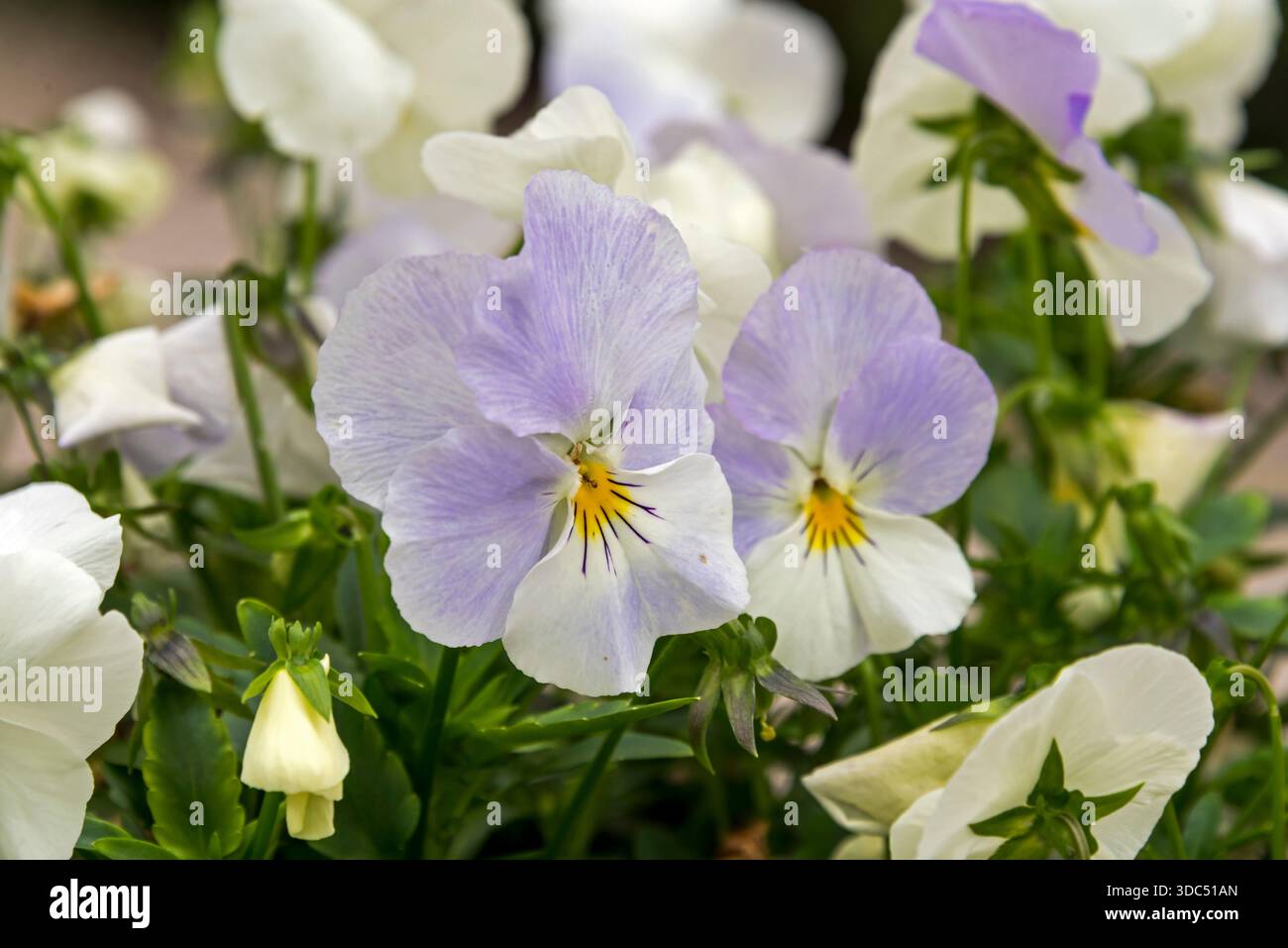 Castelo del Buonoconsiglio. Trente, Italie Banque D'Images