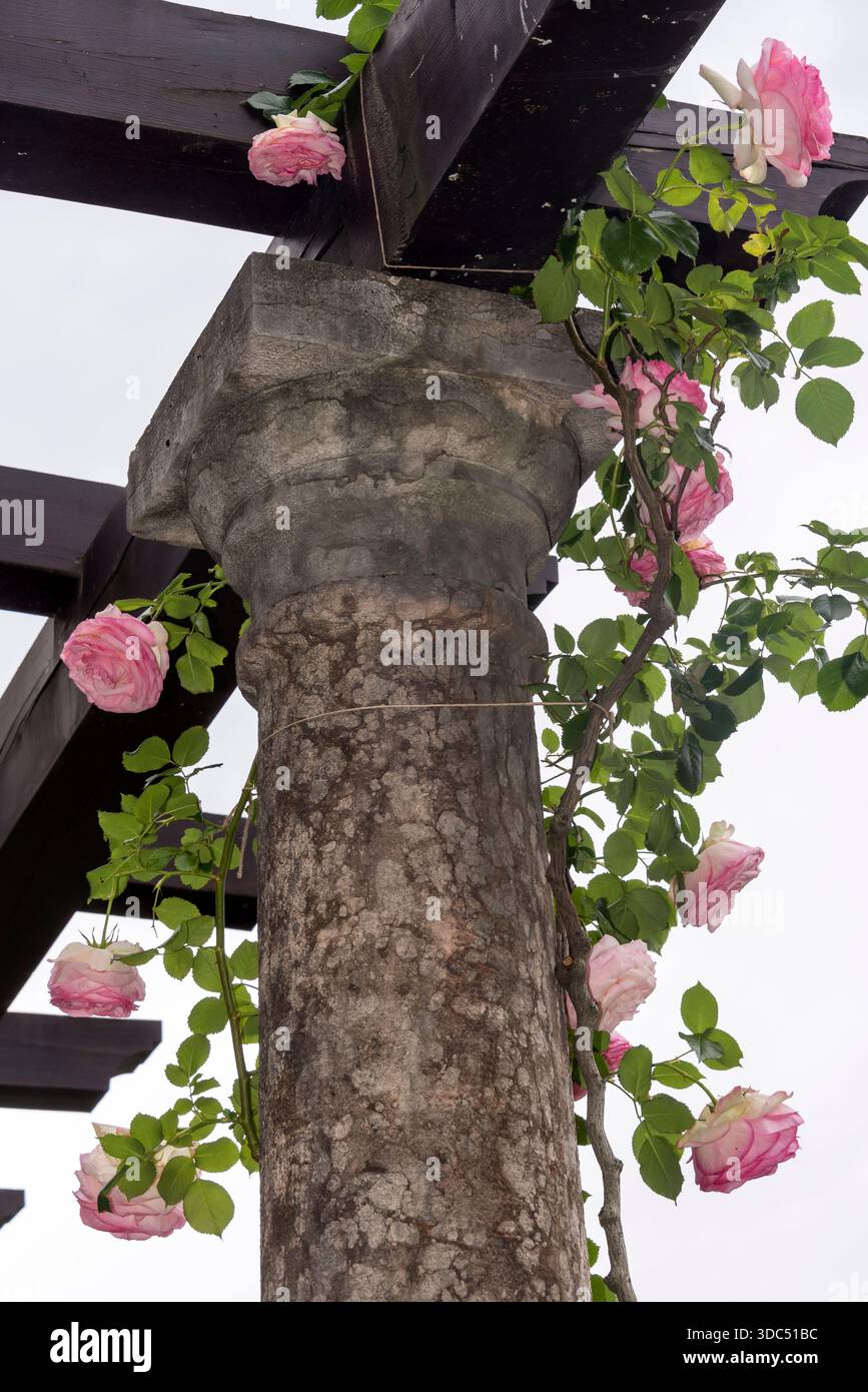 Castelo del Buonoconsiglio. Trente, Italie Banque D'Images