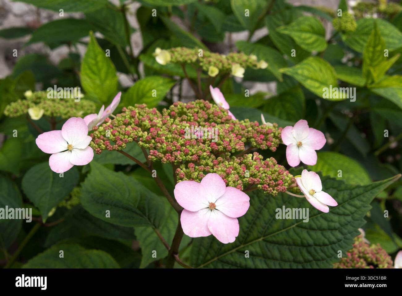 Castelo del Buonoconsiglio. Trente, Italie Banque D'Images