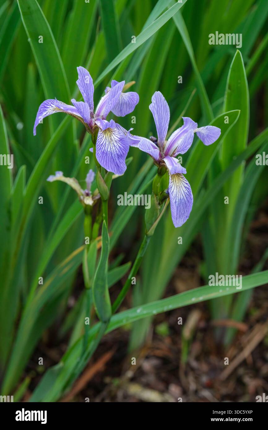 Iris versicolor, drapeau bleu, fleurs bleuâtre-violets, les chutes ont veiné une tache basale blanche Banque D'Images