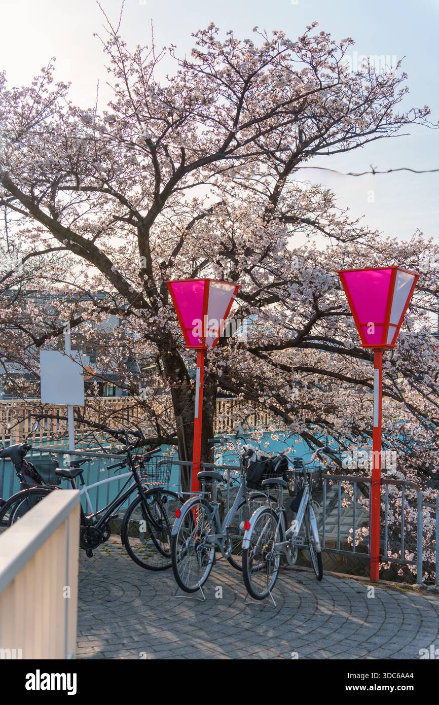 Vélos stationnés sous les cerisiers en fleurs fleurissant avec la lanterne japonaise au printemps au Japon Banque D'Images