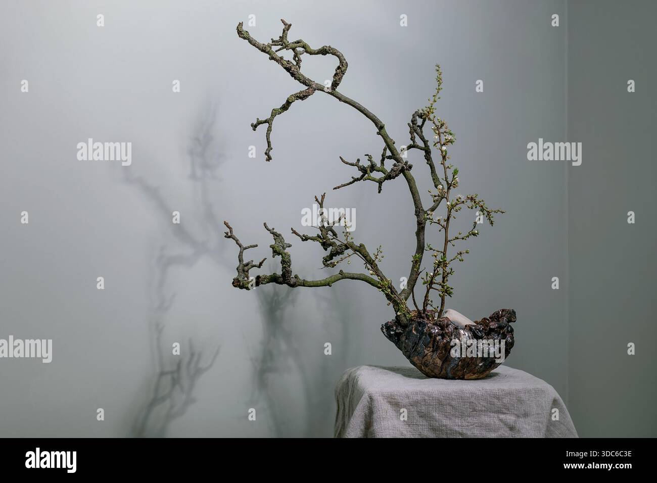 Composition minimaliste ikebana bonsaï pot décoratif en céramique d'arbre contre mur gris. De petites branches d'arbre jetant de l'ombre crée une atmosphère zen. Japane Banque D'Images