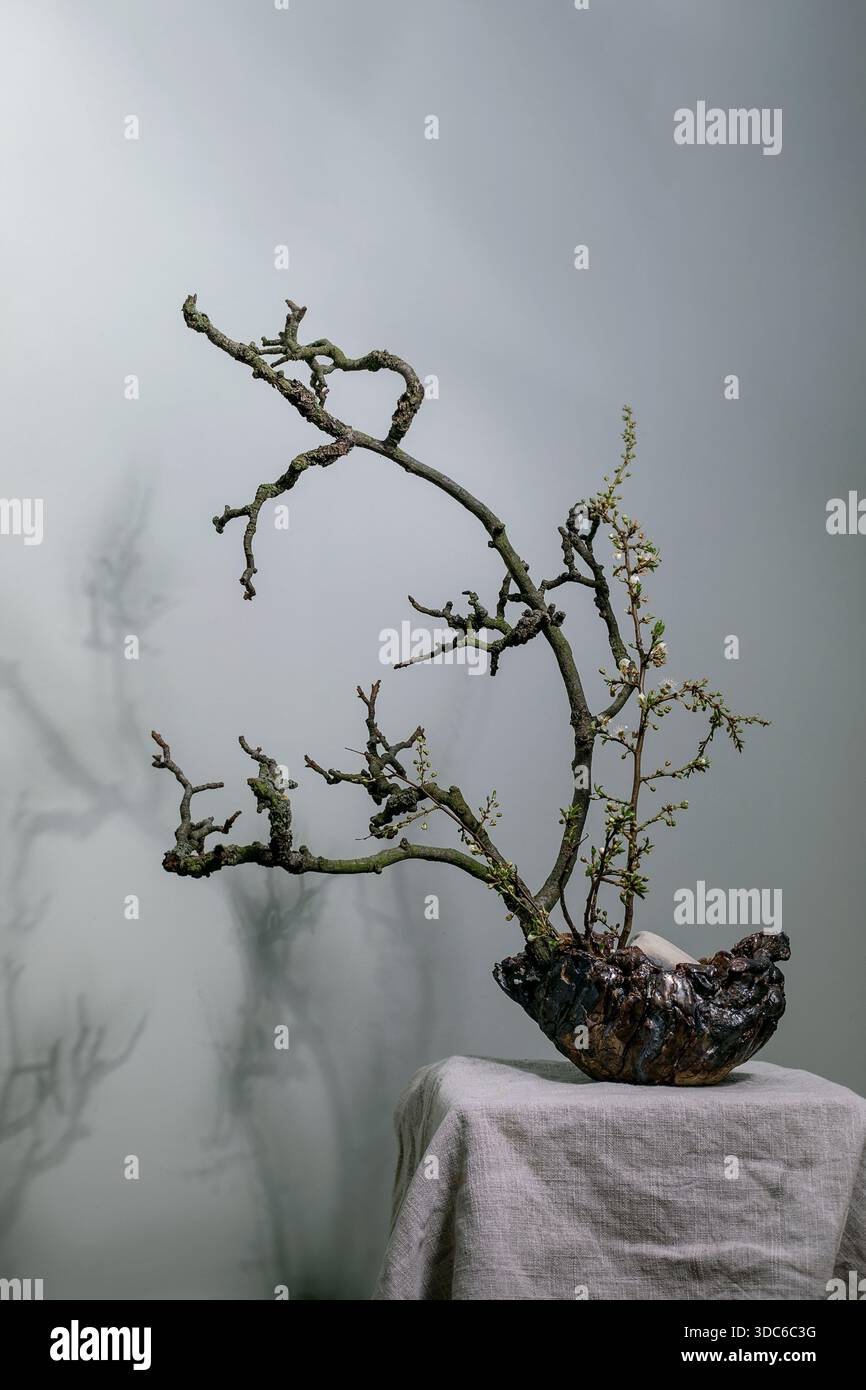 Arbre de bonsaï artistique planté dans un navire en bois unique sur nappe de lin. Composition minimaliste de style japonais avec branches torsadées contre gra doux Banque D'Images