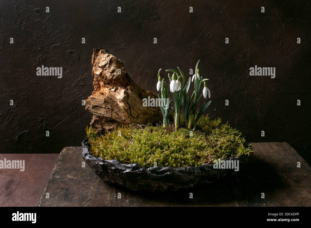 Composition florale dans le style japonais ikebana. Gouttes de neige de printemps et mousse de forêt dans un bol en céramique. Décoration en bois sec. Vieille table en bois et backgro foncé Banque D'Images