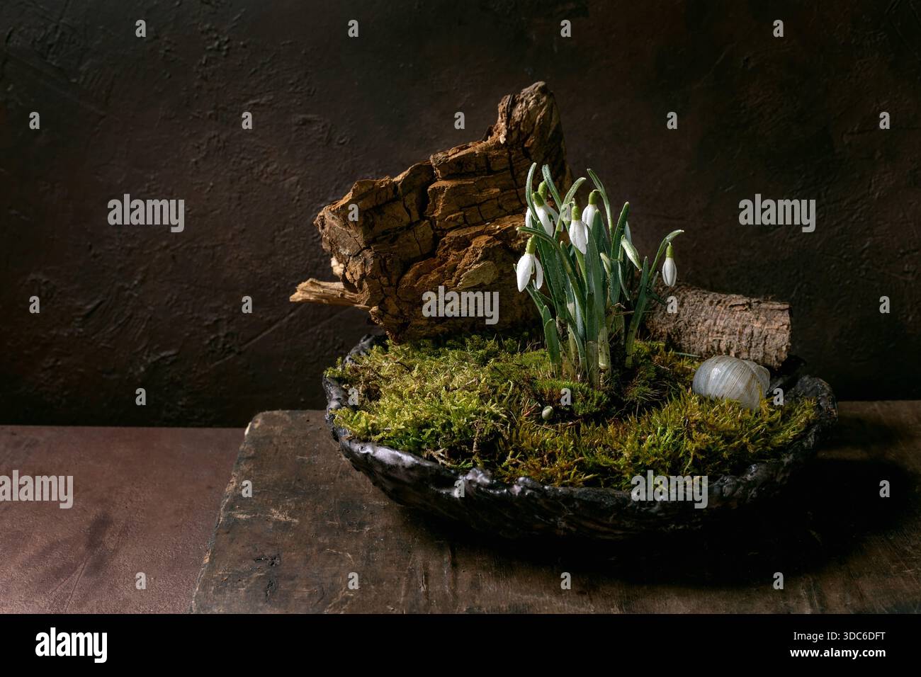 Composition florale dans le style japonais ikebana. Gouttes de neige de printemps et mousse de forêt dans un bol en céramique. Décoration en bois sec et coquille d'escargot. Vieille table en bois Banque D'Images