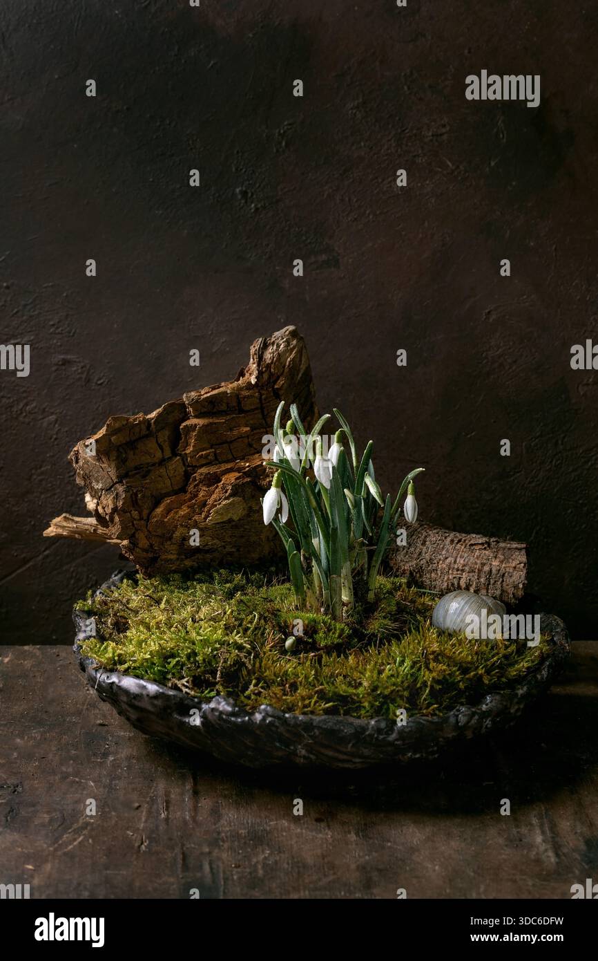 Composition florale dans le style japonais ikebana. Gouttes de neige de printemps et mousse de forêt dans un bol en céramique. Décoration en bois sec et coquille d'escargot. Vieille table en bois Banque D'Images