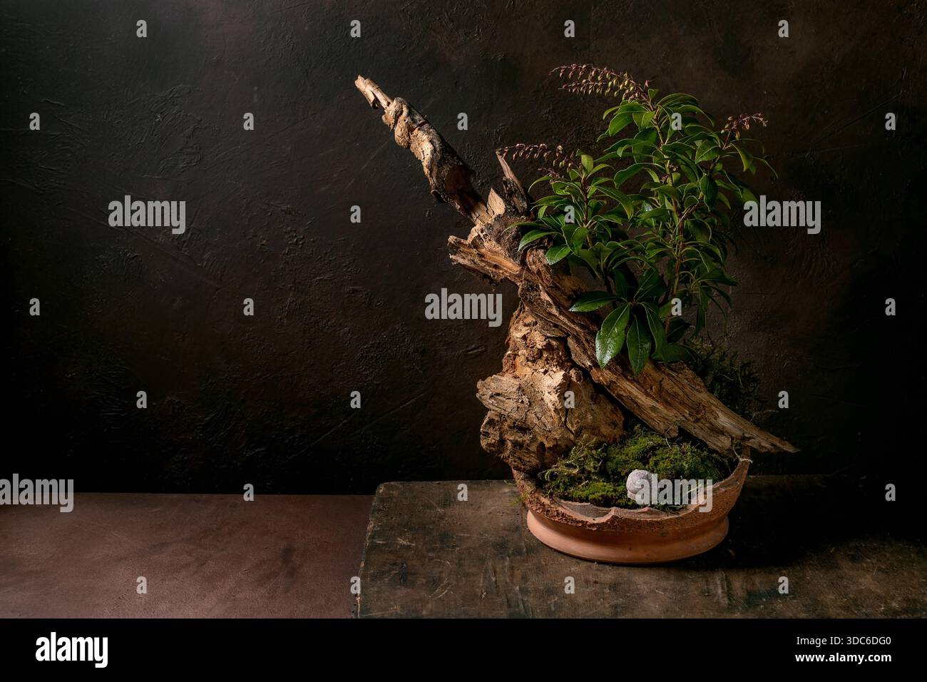 Composition florale style ikebana japonais. Branche verte avec des feuilles et de la mousse de forêt dans un bol en céramique cassé. Décoration en bois sec et coquille d'escargot. Ancien w Banque D'Images