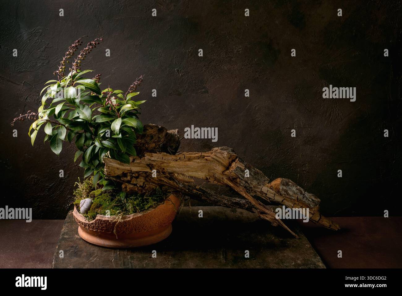 Composition florale style ikebana japonais. Branche verte avec des feuilles et de la mousse de forêt dans un bol en céramique cassé. Décoration en bois sec et coquille d'escargot. Ancien w Banque D'Images