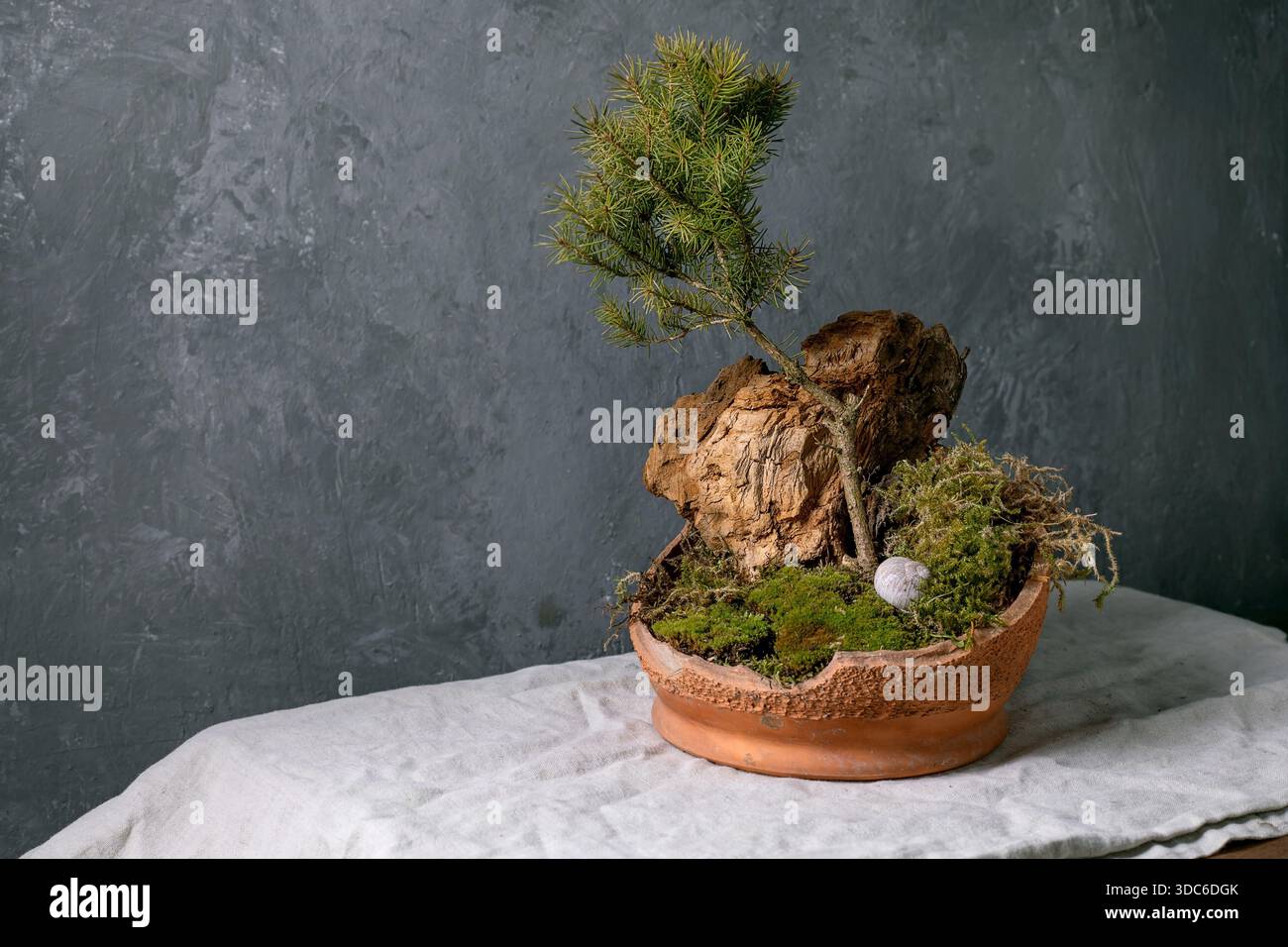 Arrangement floral ikebana japonais. Branche de pin et mousse de forêt dans un bol en céramique cassé. Bois séché et coquille d'escargot comme décor. Table recouverte de linge Banque D'Images