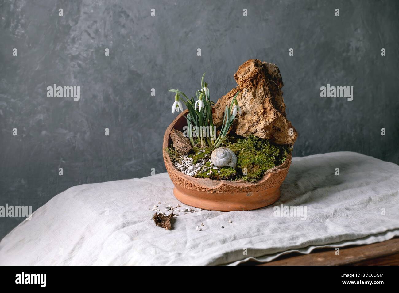 Arrangement floral ikebana japonais. Gouttes de neige de printemps et mousse de forêt dans un bol en céramique cassé. Bois séché et coquille d'escargot comme décor. Table recouverte de Banque D'Images
