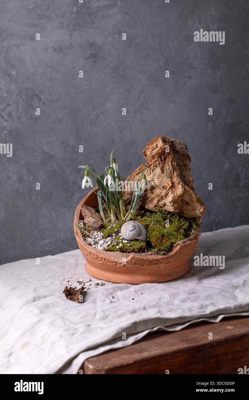 Arrangement floral ikebana japonais. Gouttes de neige de printemps et mousse de forêt dans un bol en céramique cassé. Bois séché et coquille d'escargot comme décor. Table recouverte de Banque D'Images