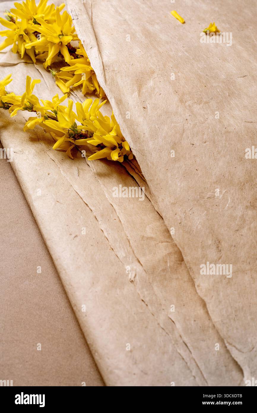 Fleurs de forsythia jaunes fraîches sur papier artisanal beige. Composition florale naturelle avec des pétales délicats sur fond de papier de mûrier texturé rustique Banque D'Images