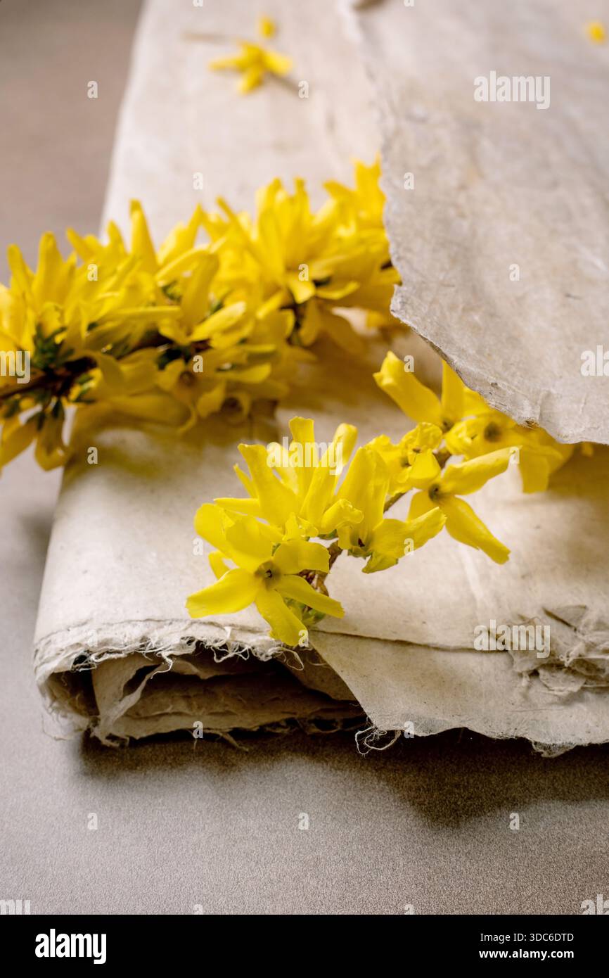 Gros plan fleurs de forsythia jaune vif couchées sur papier vieilli parchemin déchiré de mûrier. Arrangement floral naturel minimaliste esthétique chaude Conce de printemps Banque D'Images