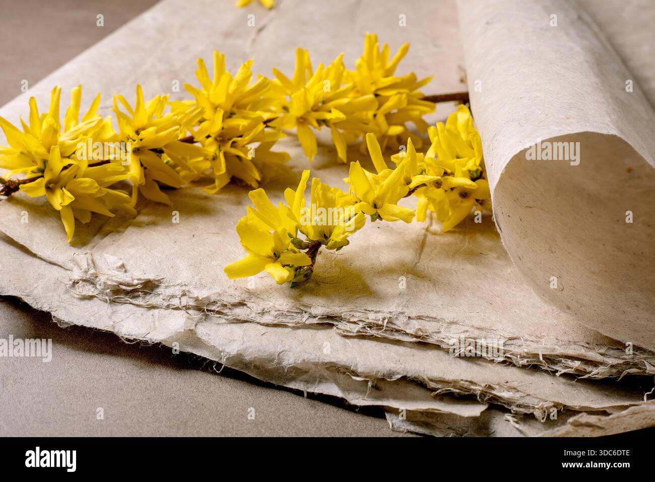 Gros plan fleurs de forsythia jaune vif couchées sur papier vieilli parchemin déchiré de mûrier. Arrangement floral naturel minimaliste esthétique chaude Conce de printemps Banque D'Images