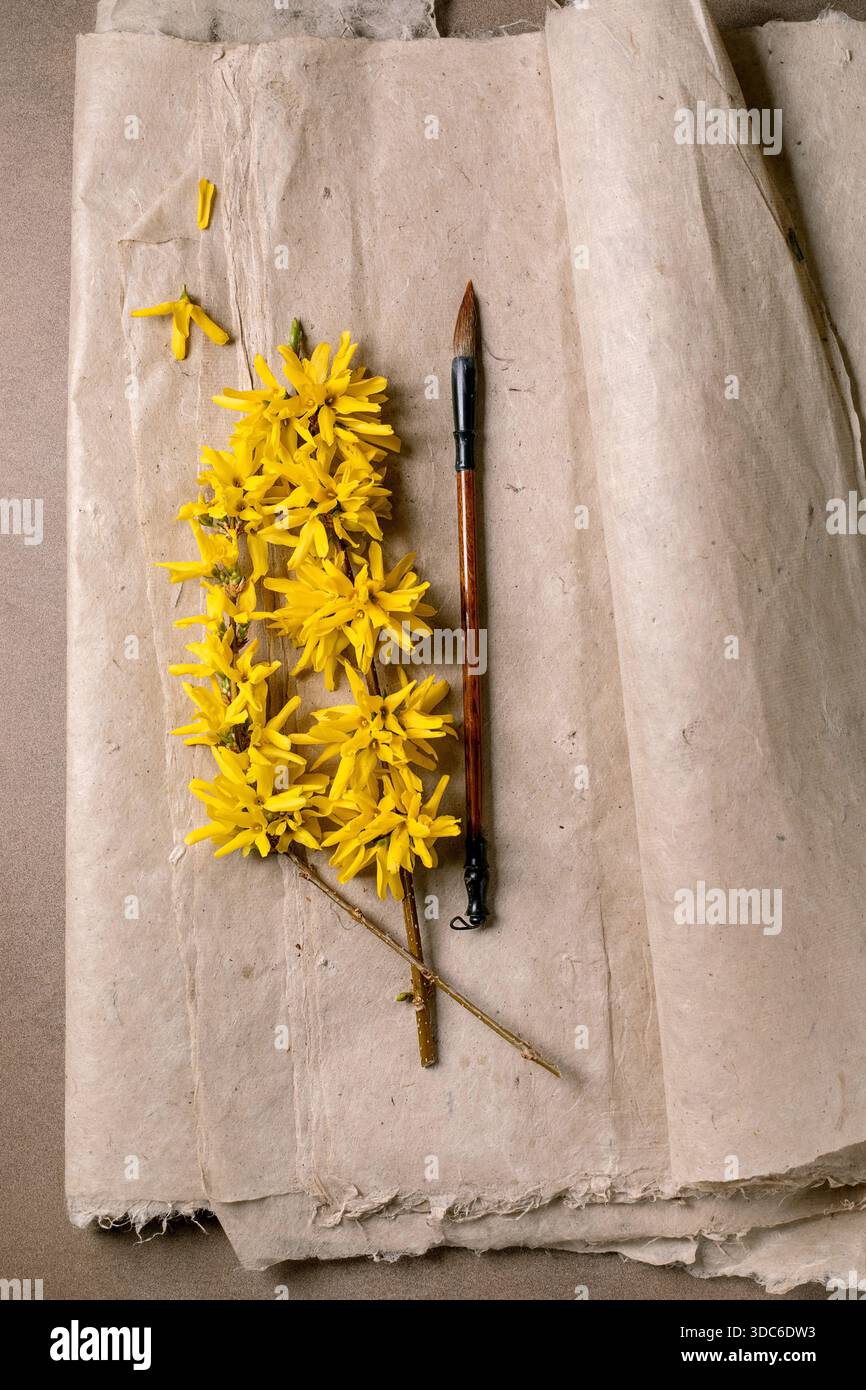 Branche de forsythia jaune vif avec des fleurs sur papier de mûrier vintage à côté du pinceau en bois. Composition artistique avec des éléments naturels et painti Banque D'Images