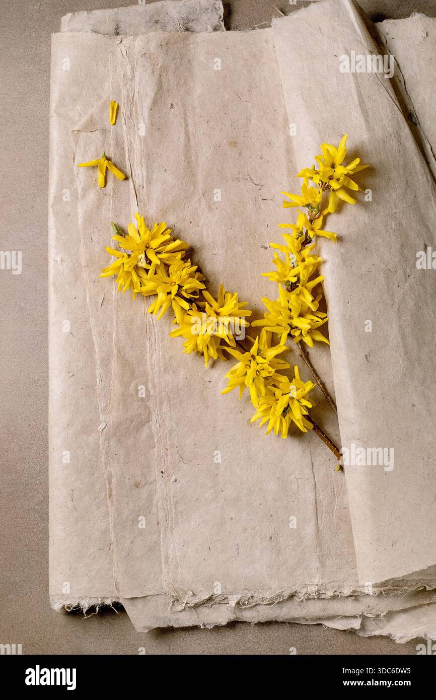 Fleurs de forsythia jaune vif branche sur papier de mûrier parchemin vintage. Fleur printanière avec des pétales délicats disposés sur un backgroun naturel texturé Banque D'Images