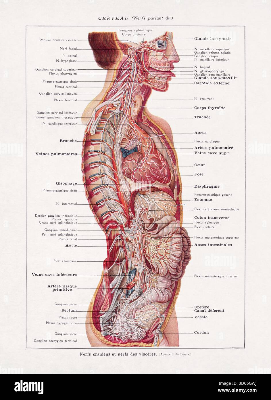 Illustration médicale sur les nerfs crâniens et les nerfs des viscères d'un ancien dictionnaire français. Banque D'Images