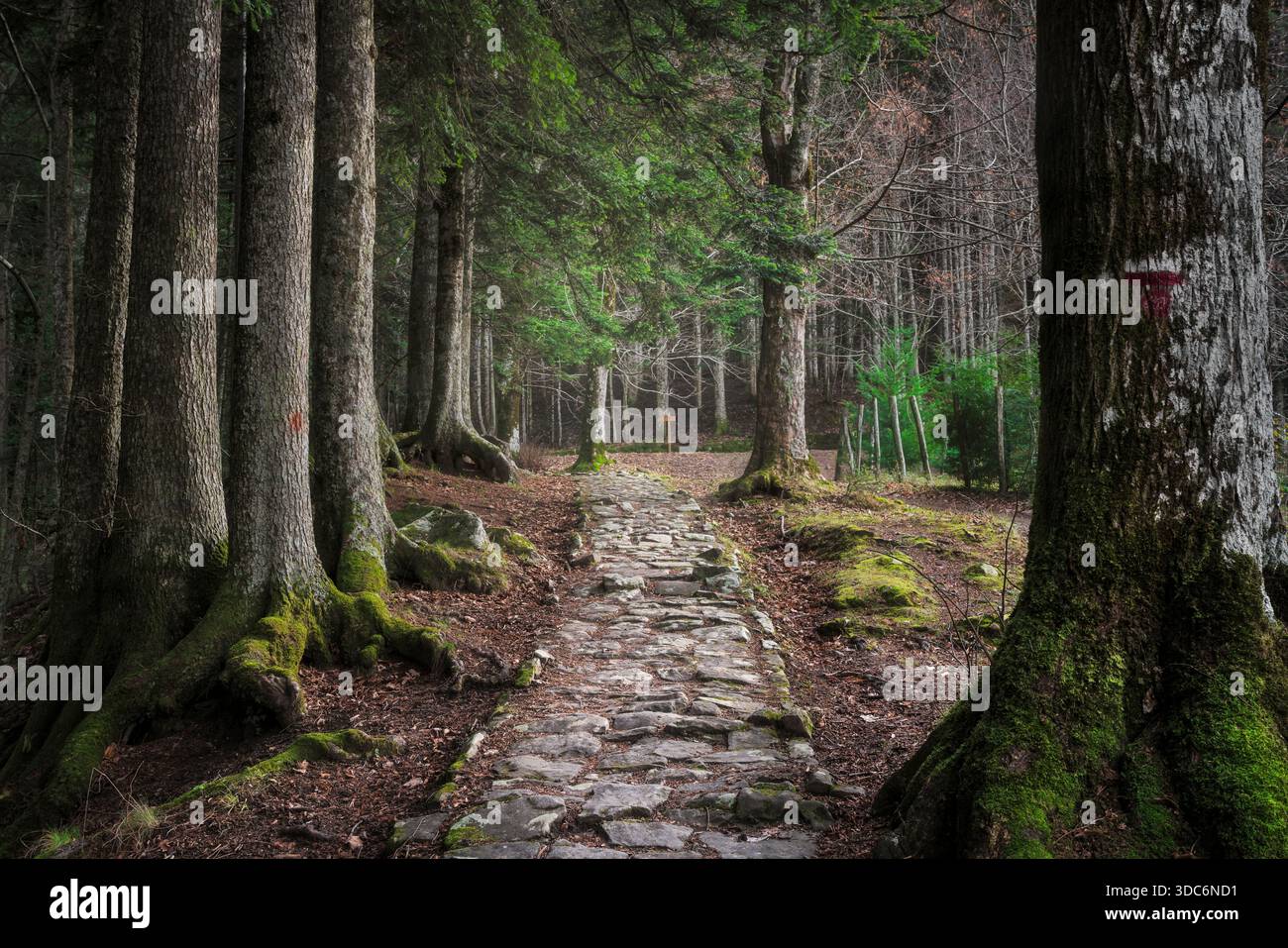 Ancien sentier pavé en pierre, qui fait partie du Circuito delle Cappelle, serpentant à travers les anciens arbres couverts de mousse dans la forêt séculaire de Vallombrosa près de Flor Banque D'Images