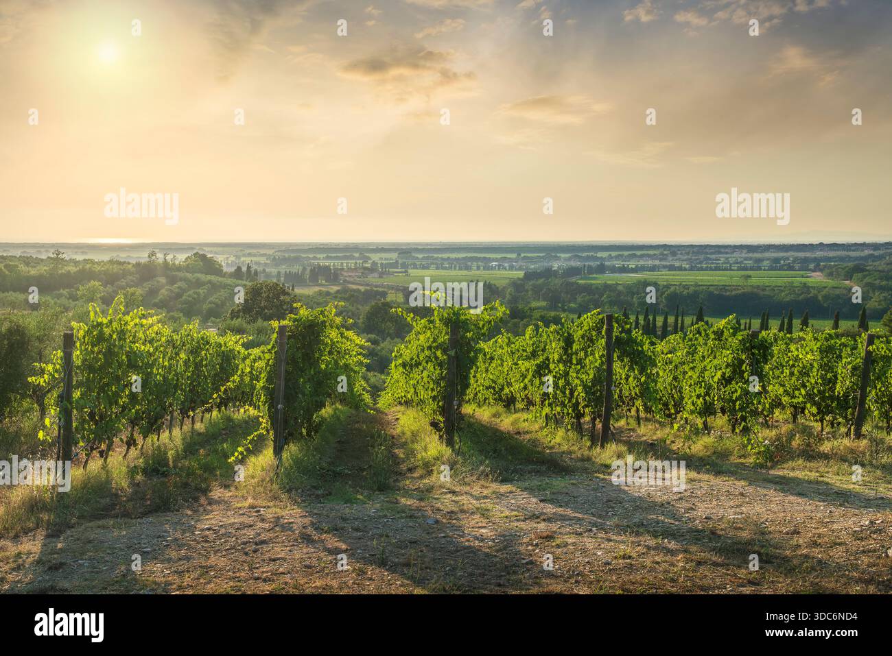 Vue sur les vignobles de Bolgheri au coucher du soleil, surplombant la côte étrusque et la mer Tyrrhénienne. Un paysage viticole en Toscane, Italie Banque D'Images