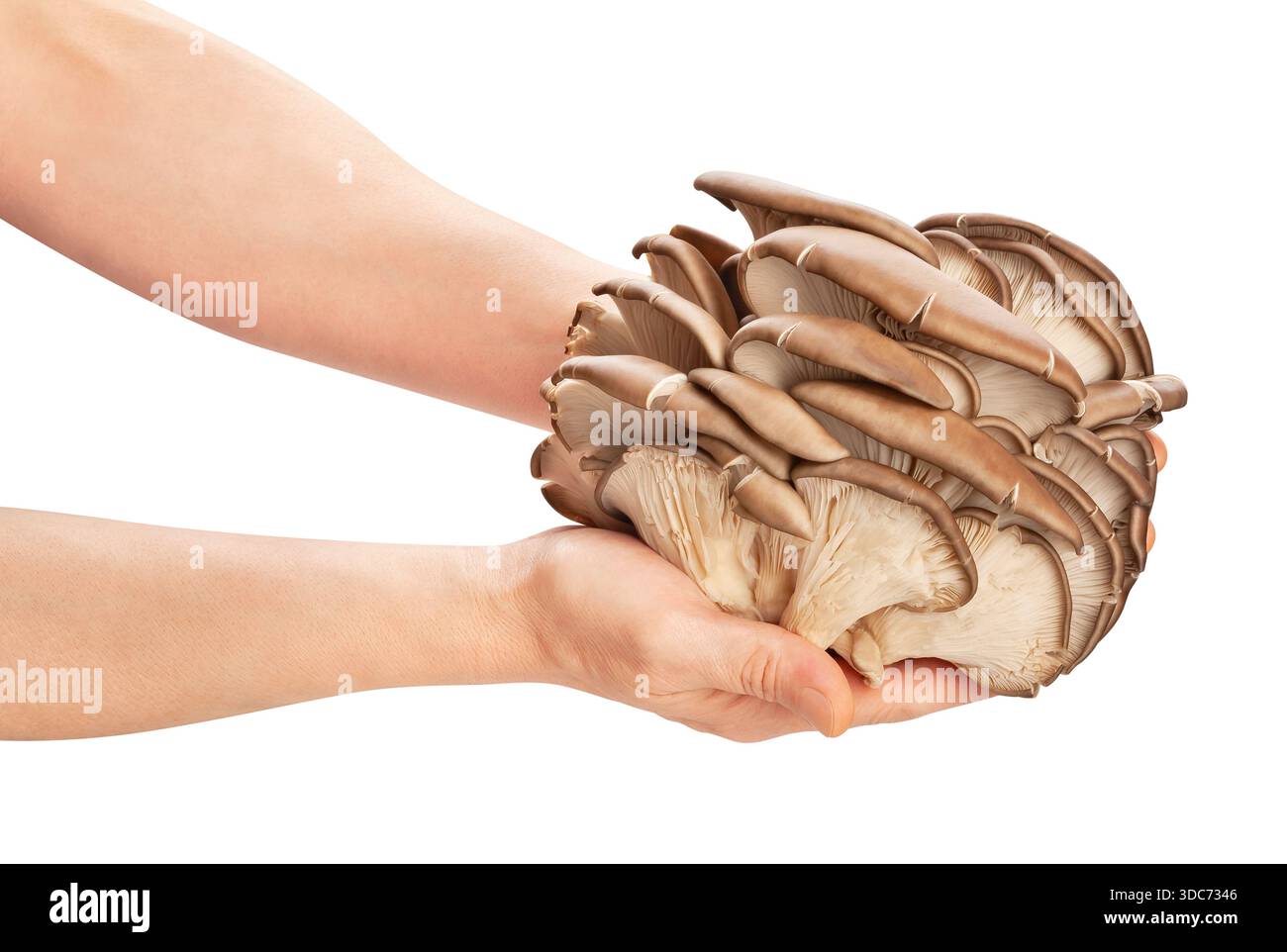 champignons à huîtres en chemin de main isolés sur blanc Banque D'Images
