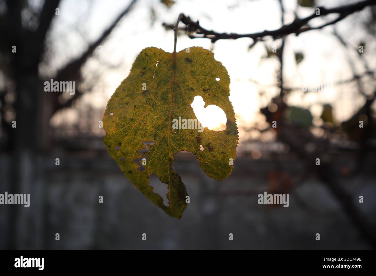 La beauté de l'imperfection. La lumière perce les marques du temps. Une silhouette rétroéclairée spectaculaire d'une feuille en décomposition. Banque D'Images