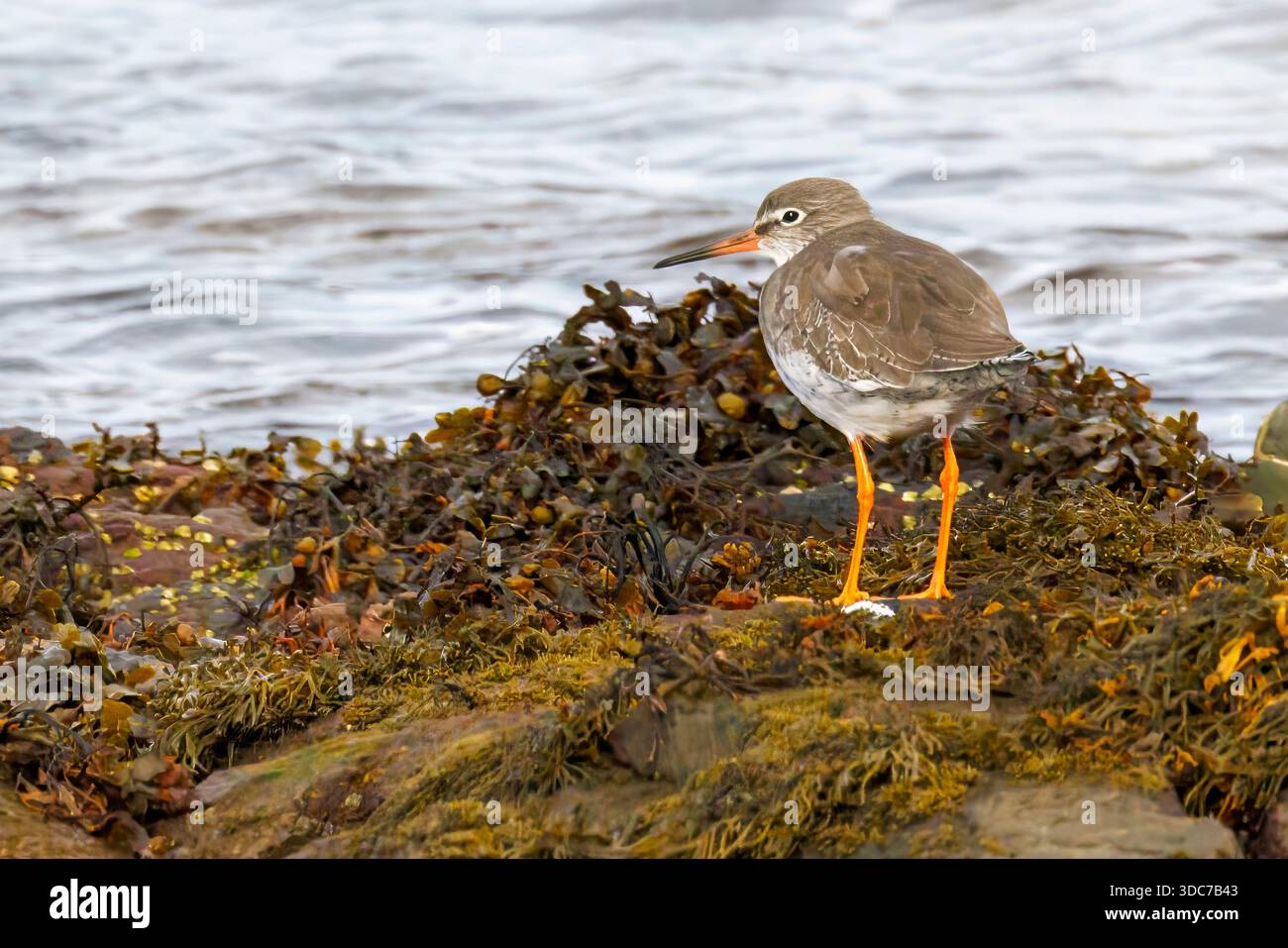 Redshank, Tringa totanus, Great Cambrae, Écosse, Royaume-Uni Banque D'Images