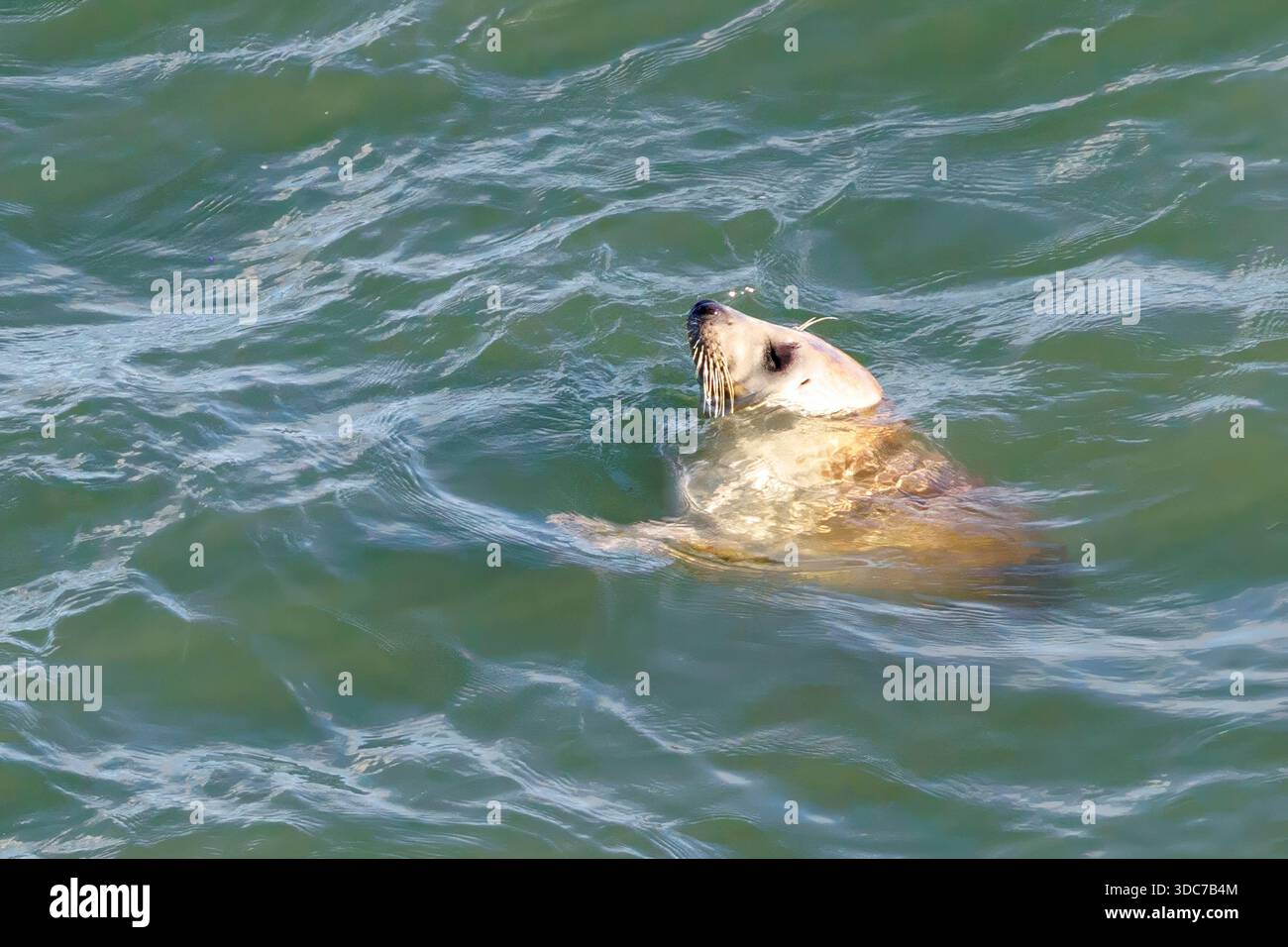 Phoque gris de l'Atlantique, Flamborough Head, Yorkshire, Angleterre, Royaume-Uni Banque D'Images