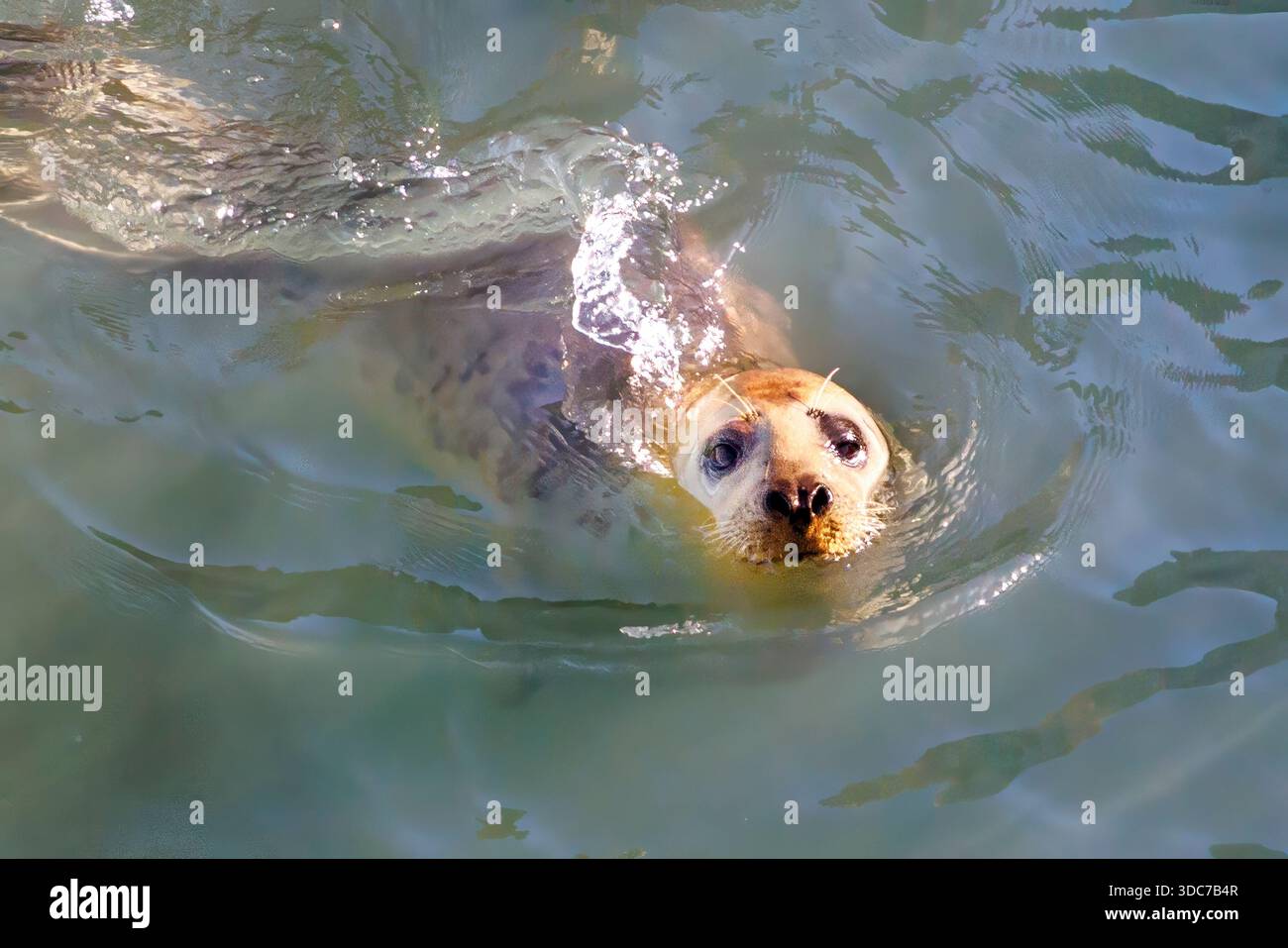 Phoque gris de l'Atlantique, Flamborough Head, Yorkshire, Angleterre, Royaume-Uni Banque D'Images