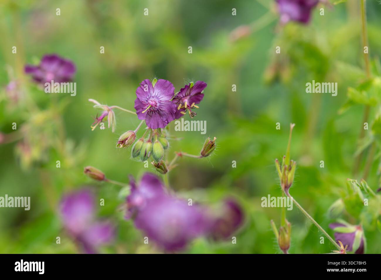 Close up de grues sombre loi (geranium phaeum) fleurs en fleurs Banque D'Images