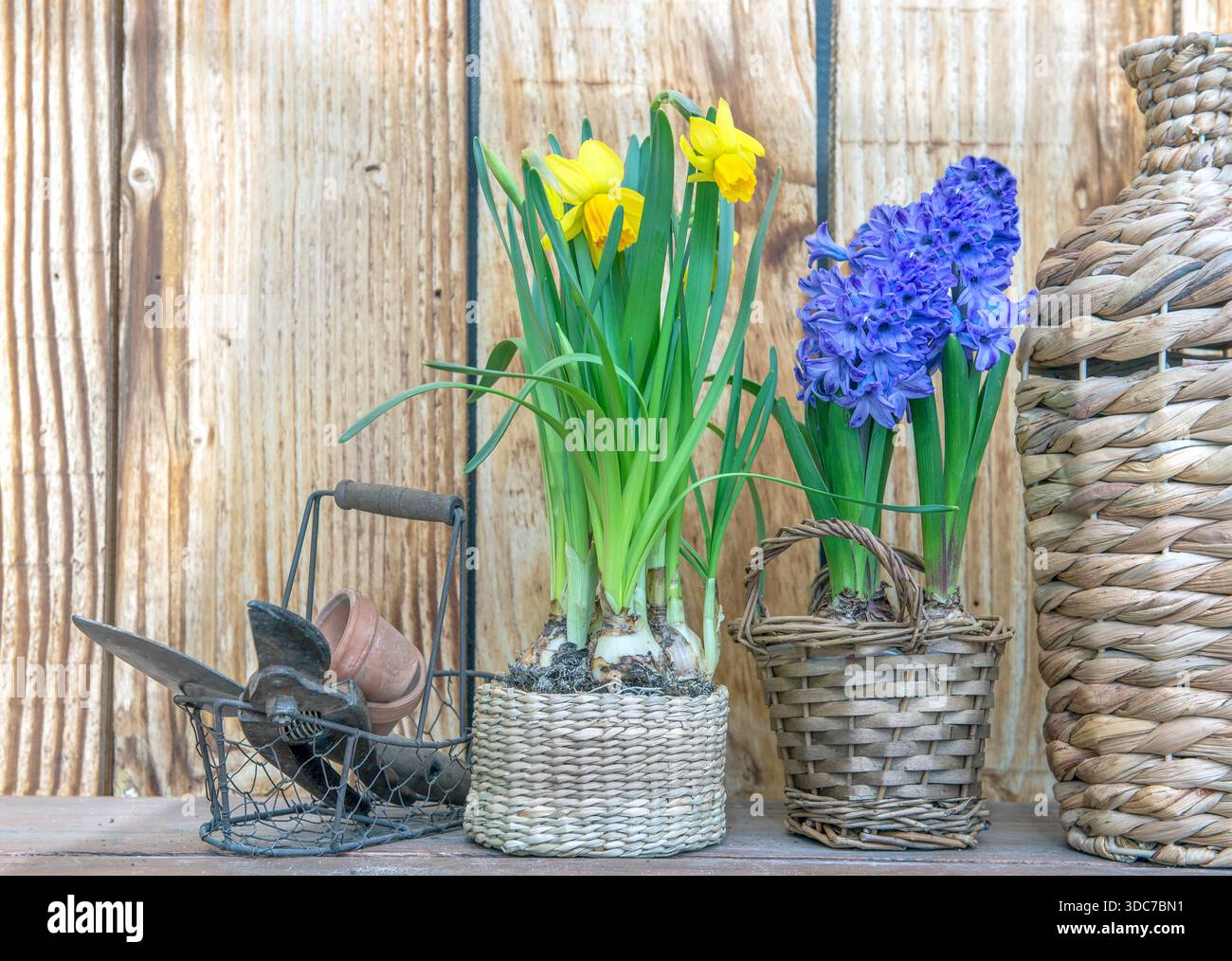 fleur en pot narcisse et jacinthe avec un vase et des outils de jardinage sur une table sur fond en bois Banque D'Images